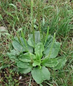 Uses for Broadleaf Plantain