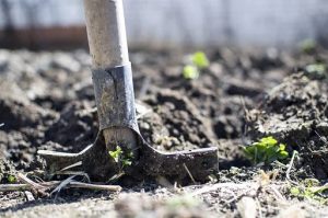 Vegetable Garden Tips